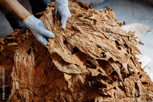 Close-up photo of man hands checking dry tobacco leaves quality