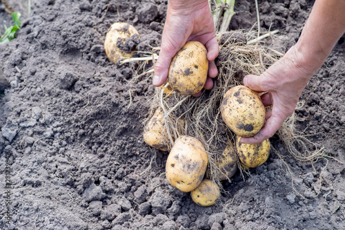 Human hands holding a Bush of potatoes with tubers of yellow in the garden close-up.