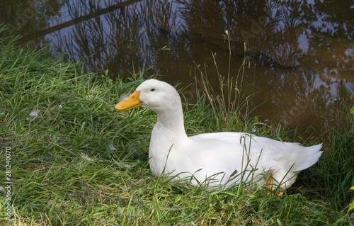 goose white zoo animal duck bird 