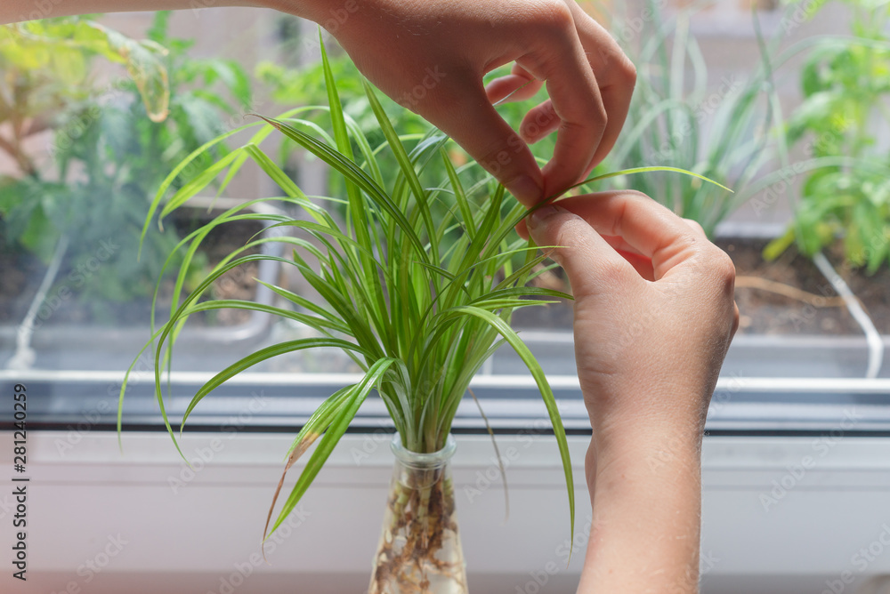 Φωτογραφία Woman hand rooting propagating cutting of Pandanus house plant in glass jar indoors
