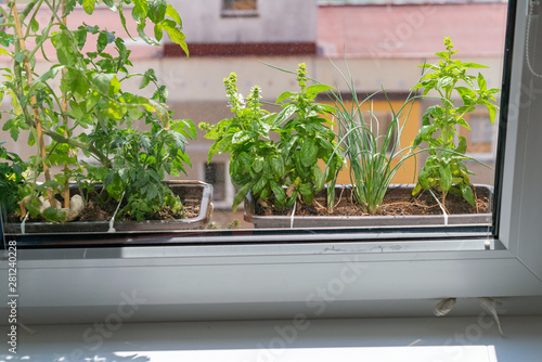 Apartment flat window sill planting flower pots gardening herbs, tomatoes
