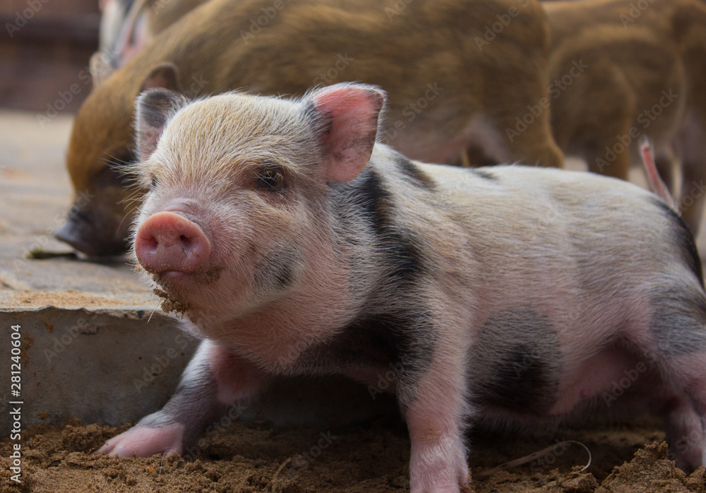 pig pink red small pig zoo piglet animal pig pink red small pig zoo piglet animal