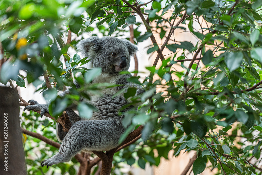 Fototapeta premium Koala auf Baum