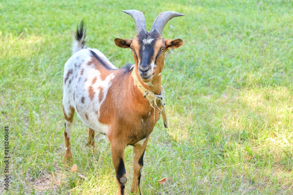 Spotted goat with big horns and yellow eyes grazing in a meadow. Funny goat on a leash eats a green grass. Livestock. Goat grazing on pasture. Animal portrait. Horny goats eating on a grass field Spotted goat with big horns and yellow eyes grazing in a meadow. Funny goat on a leash eats a green grass. Livestock. Goat grazing on pasture. Animal portrait. Horny goats eating on a grass field
