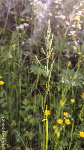 sun flare on the grass in the field in a warm treatment. closeup on grass background in summer.