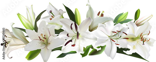 isolated white large lily flowers stripe