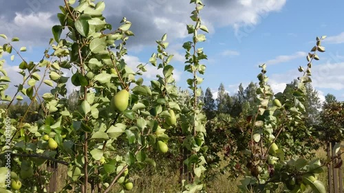 Pears are blooming and waving in the wind on branches with green leaves