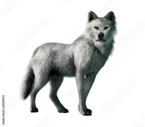 A white wolf stands in front of a white background  this mysterious predatory animal looks back at your with deep blue eyes. 3D Rendering