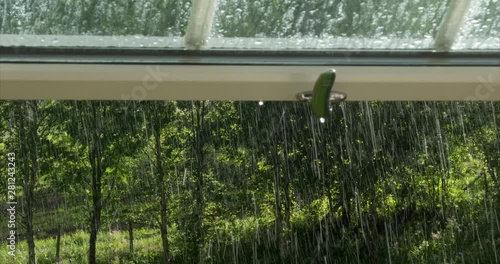 Looking out a window on summer rain and green nature view outside