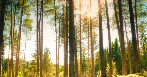 Bright beams of sunlight shining through tall evergreen fir tree stems on green vegetation of bilberry bushes in a magical and peaceful quiet forest a warm, sunny summer day