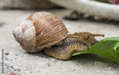 a snail on a stone surface is crawling to the green leaves