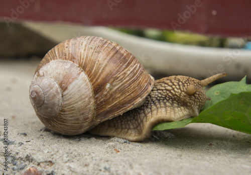 a snail on a stone surface is crawling to the green leaves