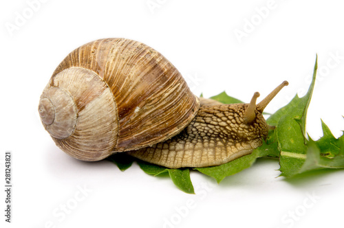 snail with green leaf isolated on white