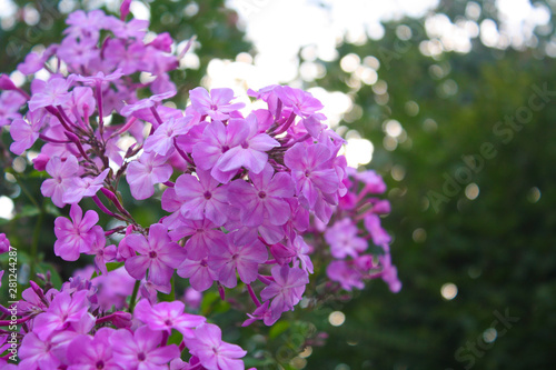 Purple flowers on a background of blurred green and sunlight