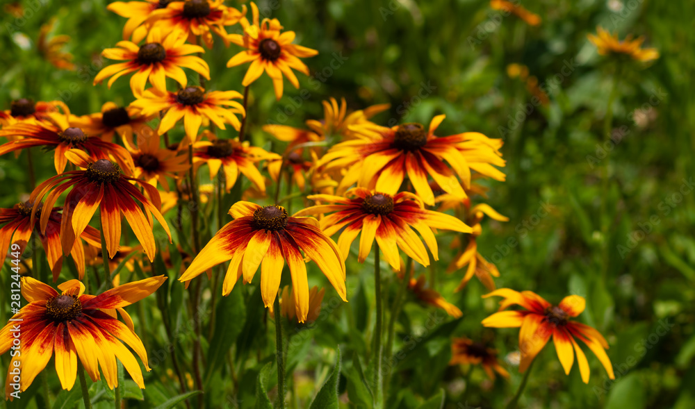 image of beautiful flowers in the garden in summer image of beautiful flowers in the garden in summer
