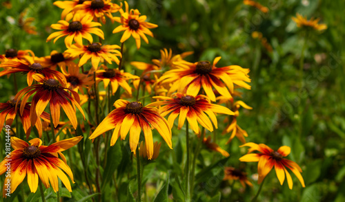 image of beautiful flowers in the garden in summer