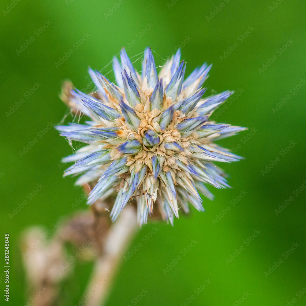 Echinops Echinops