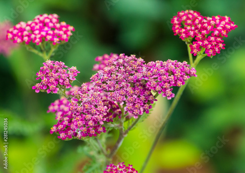 Achillea Cassis