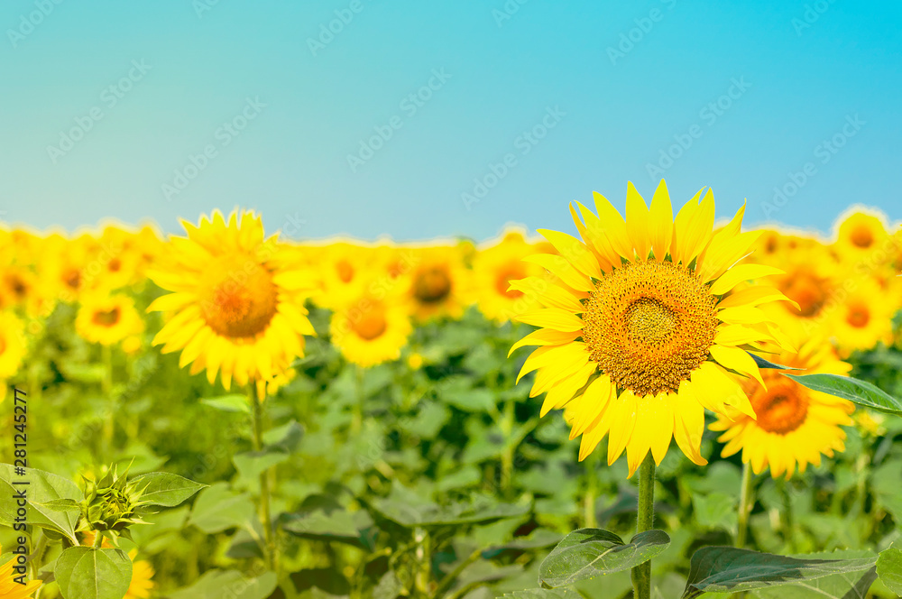 Sunflower natural background. Beautiful landscape with yellow sunflowers against the blue sky. Sunflower field, agriculture, harvest concept. Sunflower seeds, vegetable oil Sunflower natural background. Beautiful landscape with yellow sunflowers against the blue sky. Sunflower field, agriculture, harvest concept. Sunflower seeds, vegetable oil