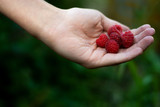 On the hand is a raspberry, summer in the garden in the country on a sunny day