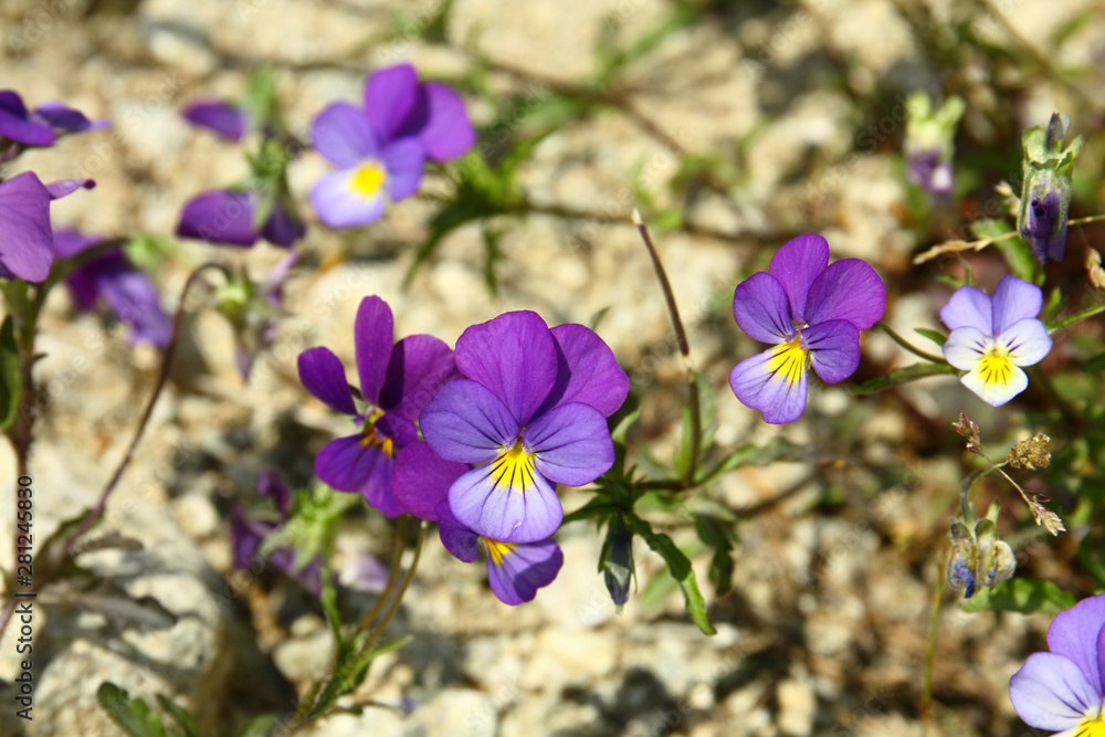 Fototapeta premium Violets in the High Tatras