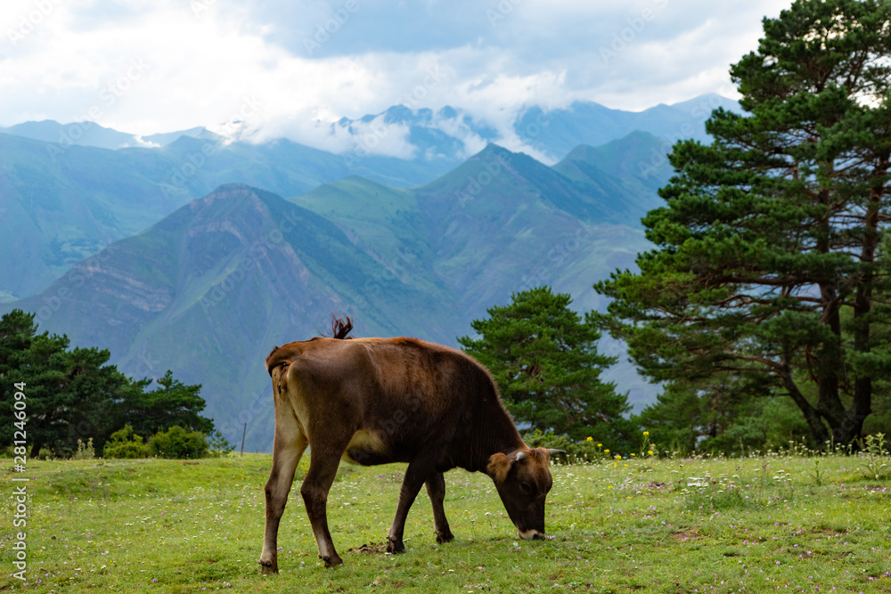 Naklejka premium Cow graze in the mountains on a green Alpine meadow pasture.