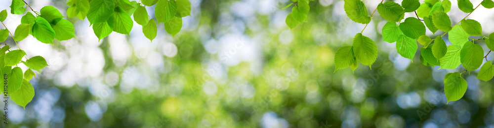 Trees in the summer forest. Horizontal image Trees in the summer forest. Horizontal image
