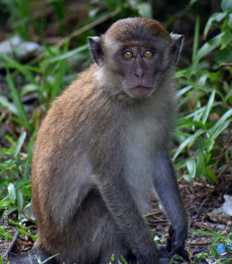 Young macaque monkey staring at the camera