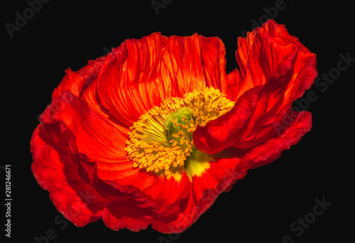 surrealistic vibrant glossy red satin/silk poppy macro,black background with detailed texture in vintage painting style