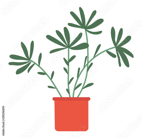 Home plant in pot isolated house interior decorative object. Vector evergreen tree in flowerpot, cartoon style palm growing in bucket, domestic exotic flower