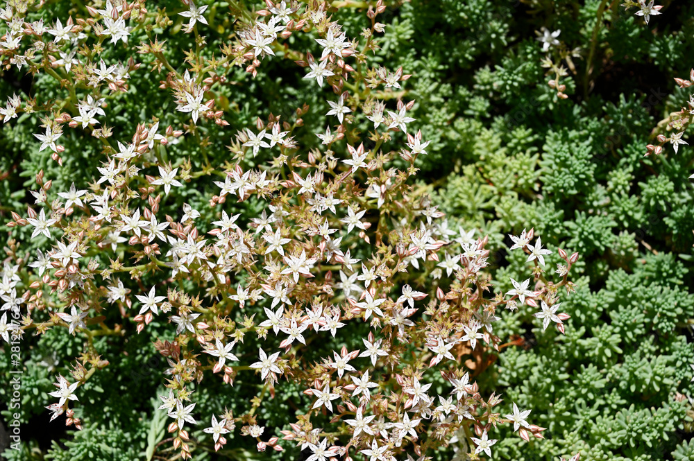 Tiny white flowers of alpine plant in nature. Tiny white flowers of alpine plant in nature.