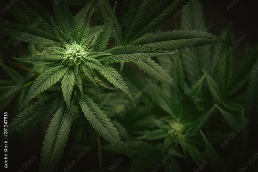 cannabis leaves and buds background cannabis leaves and buds background