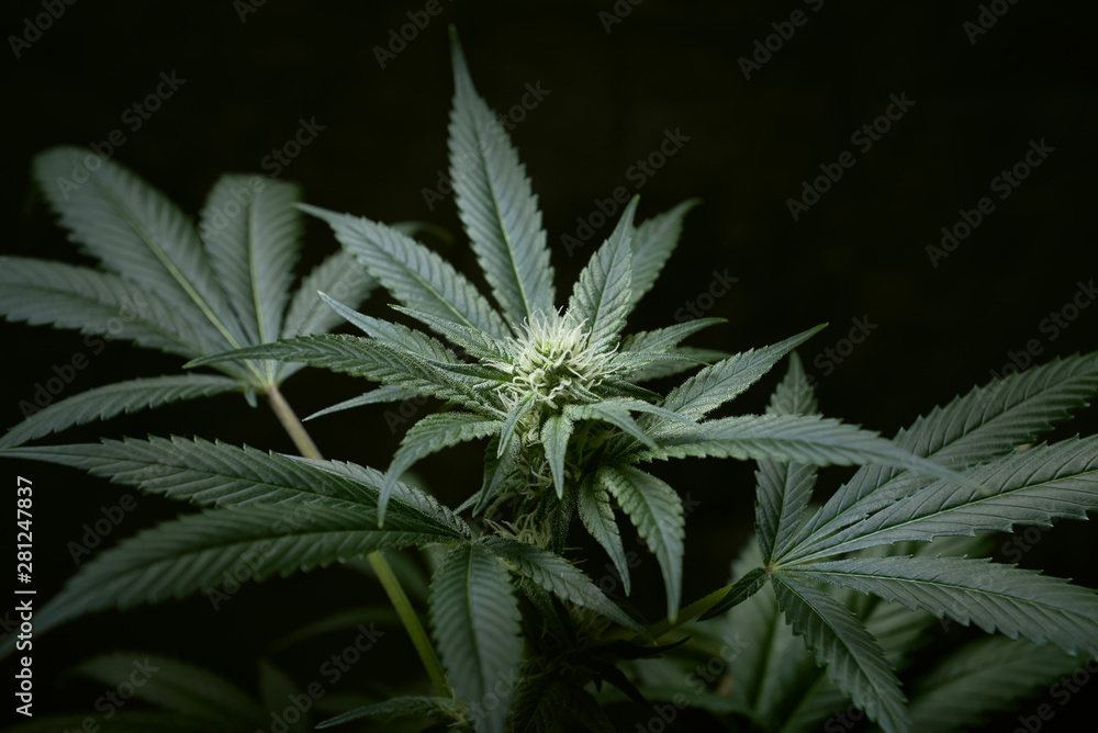 cannabis leaves and buds background cannabis leaves and buds background