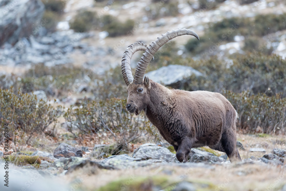A beautiful beast, the king of Alps mountains (Capra ibex)