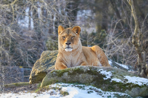 Watchful lioness surveys the surroundings.