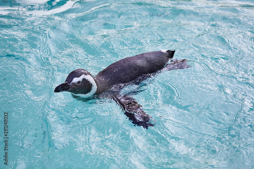 Funny young penguin while swimming.