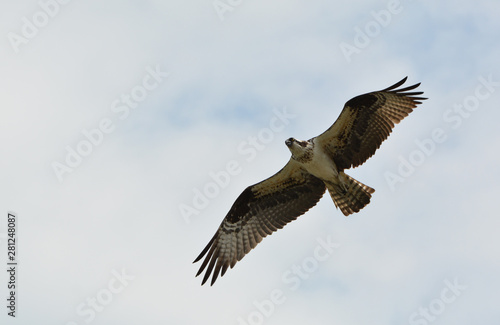 Osprey in flight