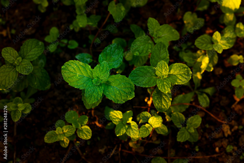 Fototapeta premium Peppermint Raw Vegetable