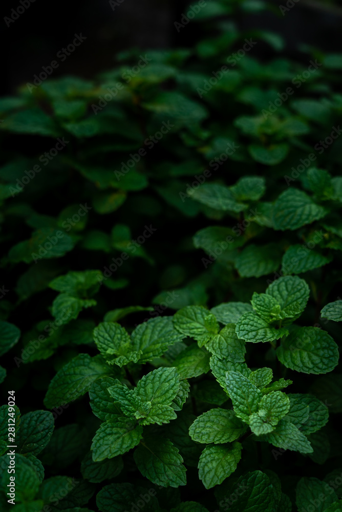 Peppermint Raw Vegetable