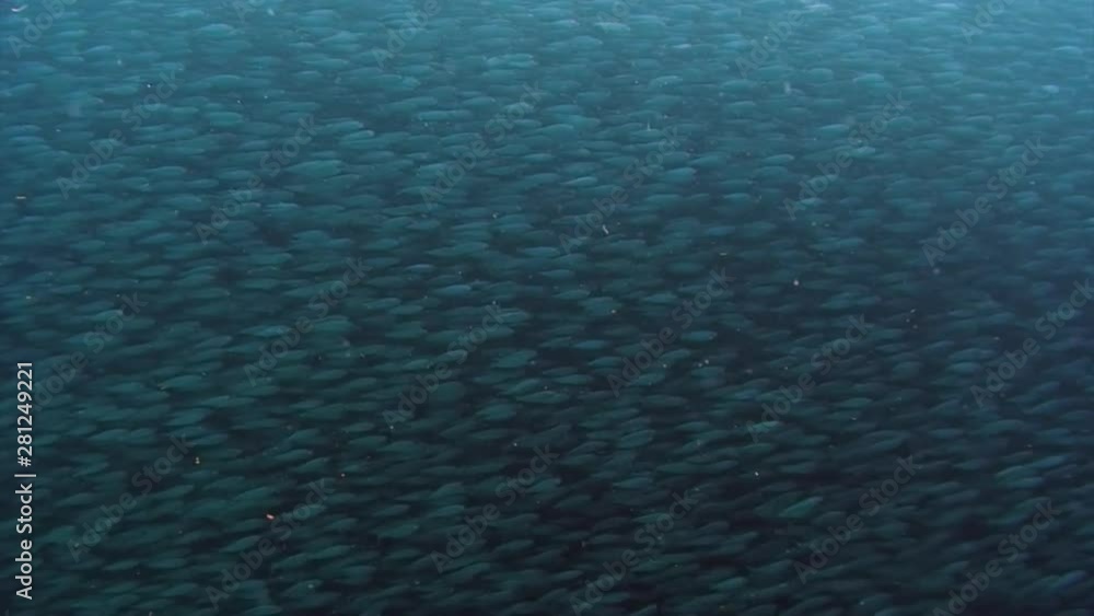 School of fish in underwater ocean of Philippine. Group fish of one species and beauty of underwater wildlife in marine life world of Philippine Sea. Relaxing video about nature, sea and ocean life. School of fish in underwater ocean of Philippine. Group fish of one species and beauty of underwater wildlife in marine life world of Philippine Sea. Relaxing video about nature, sea and ocean life.