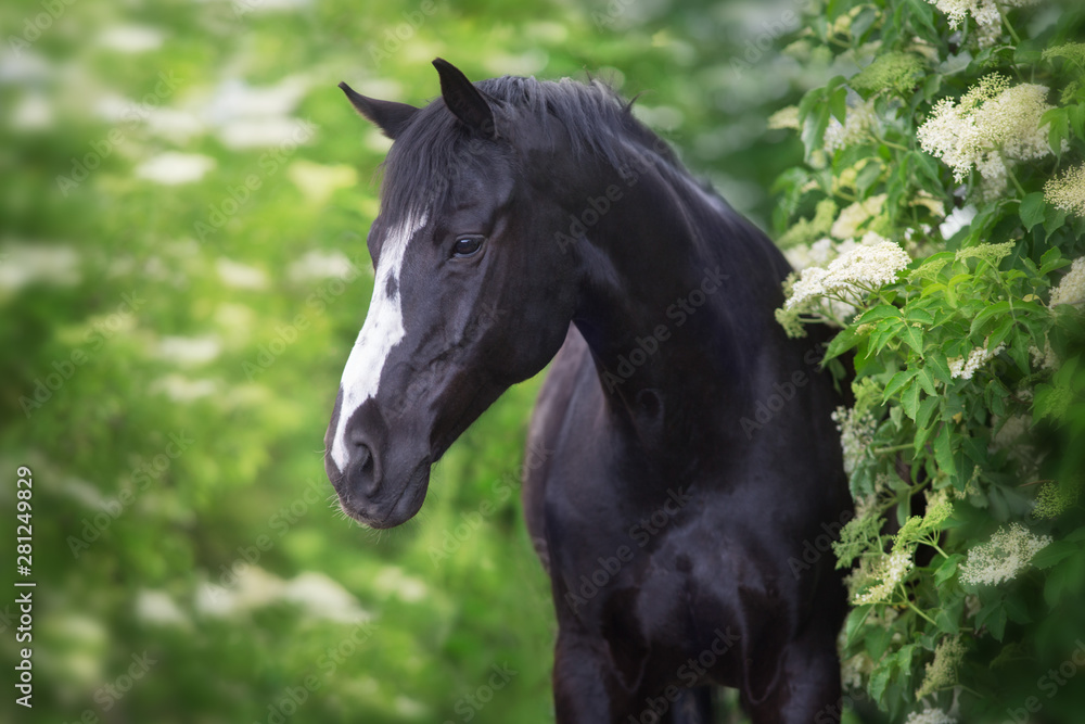 Black Horse portrait on spring blossom trees Black Horse portrait on spring blossom trees