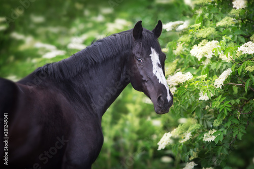 Black Horse portrait on spring blossom trees © callipso88