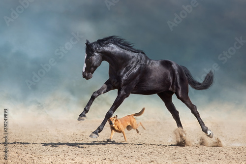 Beautiful bay horse with long mane run and play with dog in desert dust