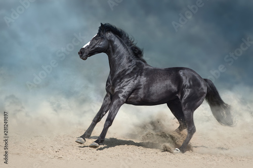 Horse run gallop in desert dust against dramatic dark sky