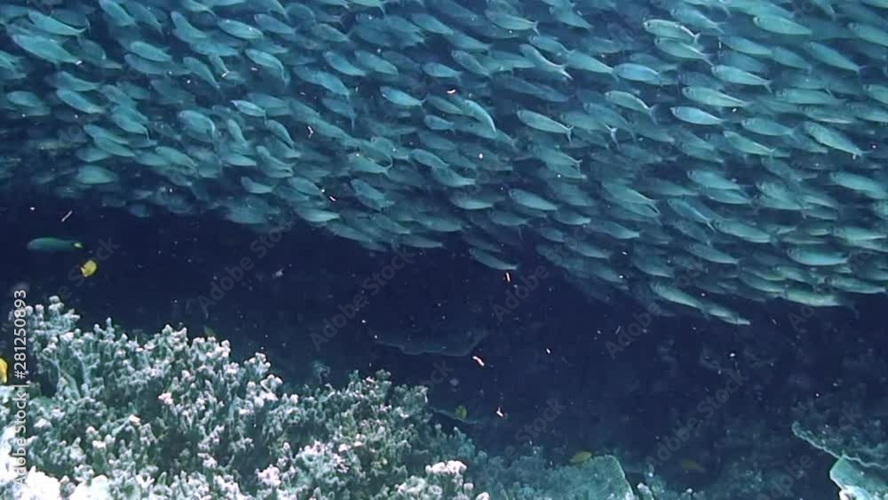 School of whites and silvery in underwater ocean of Philippine. Group fish of one species and underwater wildlife in marine life world of Philippine Sea. Relaxing video about sea and ocean life. School of whites and silvery in underwater ocean of Philippine. Group fish of one species and underwater wildlife in marine life world of Philippine Sea. Relaxing video about sea and ocean life.