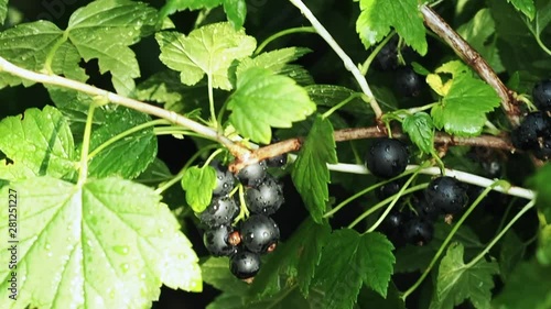 Green bushes in the garden. fresh and clean plants with water drops sun on the foliage. sunbeams shining on the water drops. branches with green leafs and black currants on the sun