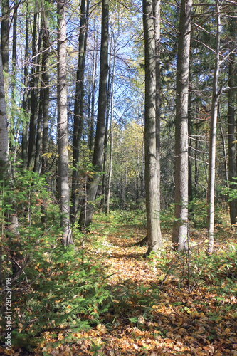 Leaf fall  in the autumn forest  Perm region  Russia