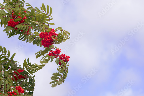 Bright juicy optimistic red rowan berries on a windy summer day. Against a  cloudy sky. Colorful warm light after the storm.