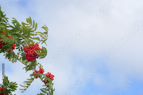 Unusually attractive warm orange color rowan berries on a windy summerday. Against a lightblue cloudy sky