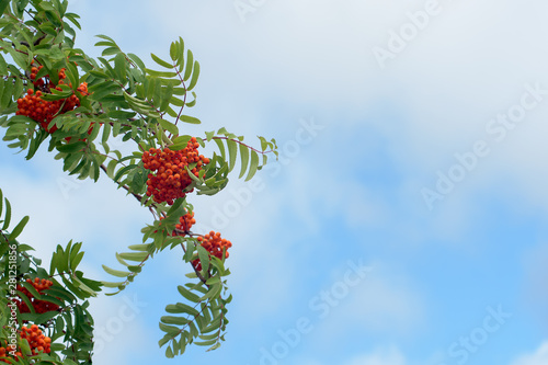 On a windy summer day a branch with rowan berries against a lightblue cloudy sky.